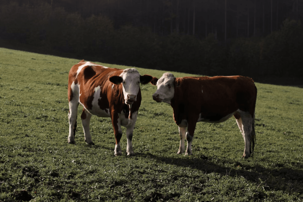 Midlife Calving Considerations