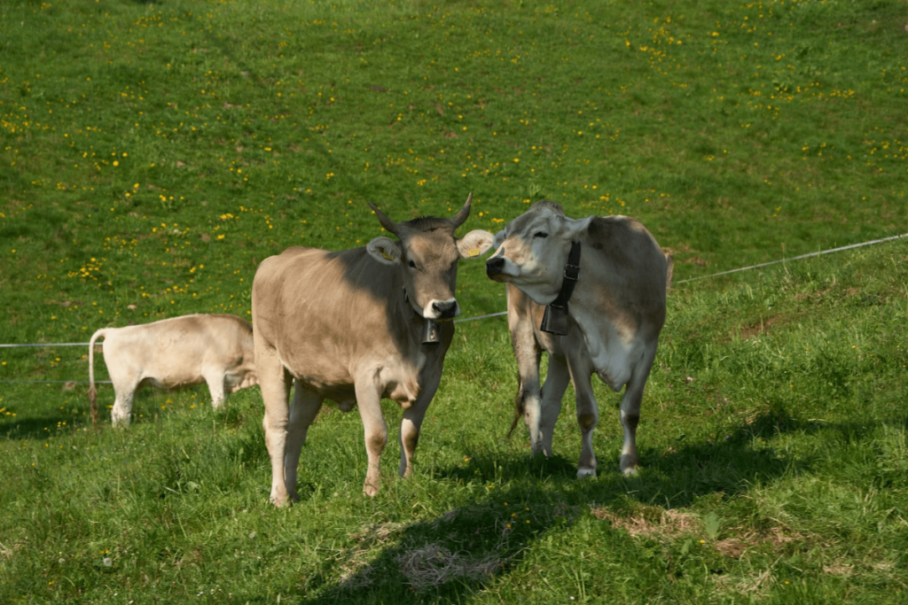 Late-Stage Calving Solutions