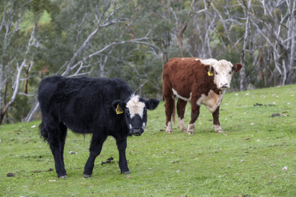 Late-Stage Calving Solutions