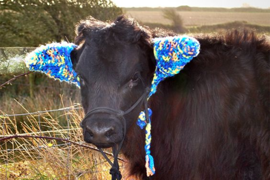 farmers protect cows from frostbite