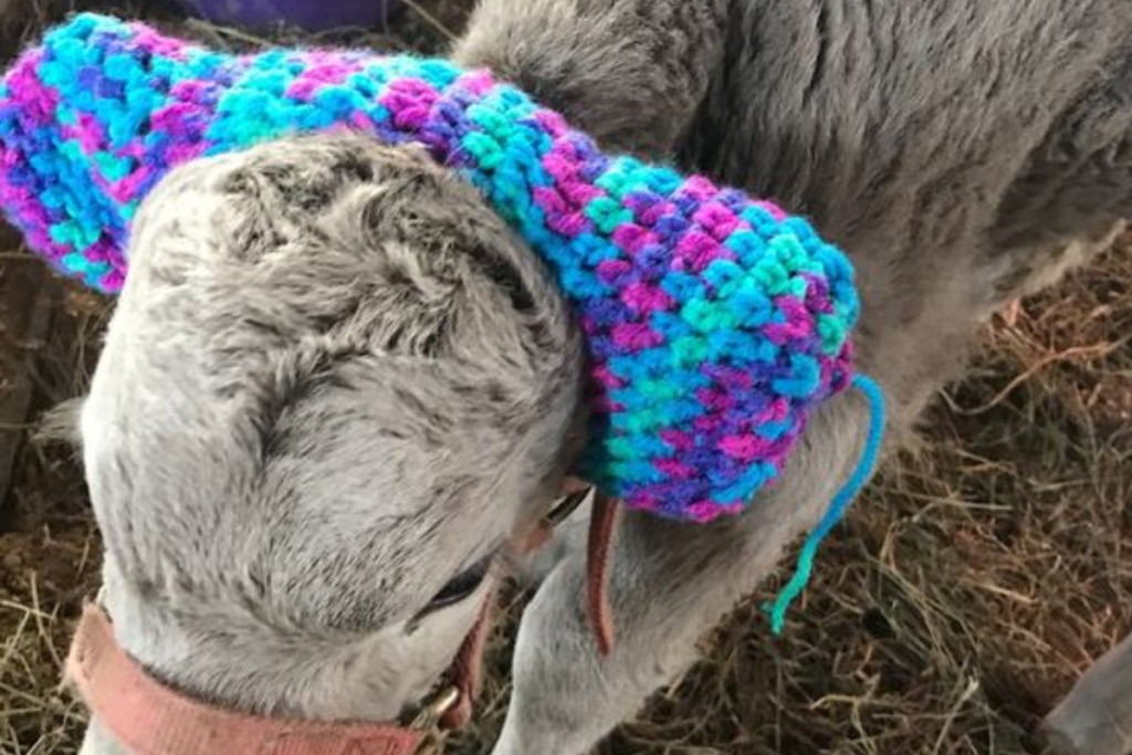 farmers protect cows from frostbite