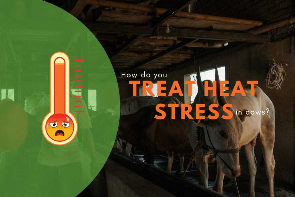 How do you treat heat stress in cows
