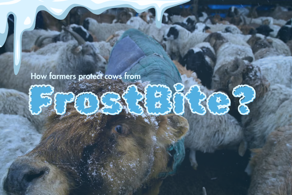 protect cows from frostbite