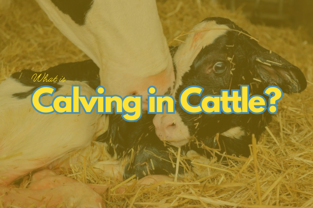 What is Calving in Cattle